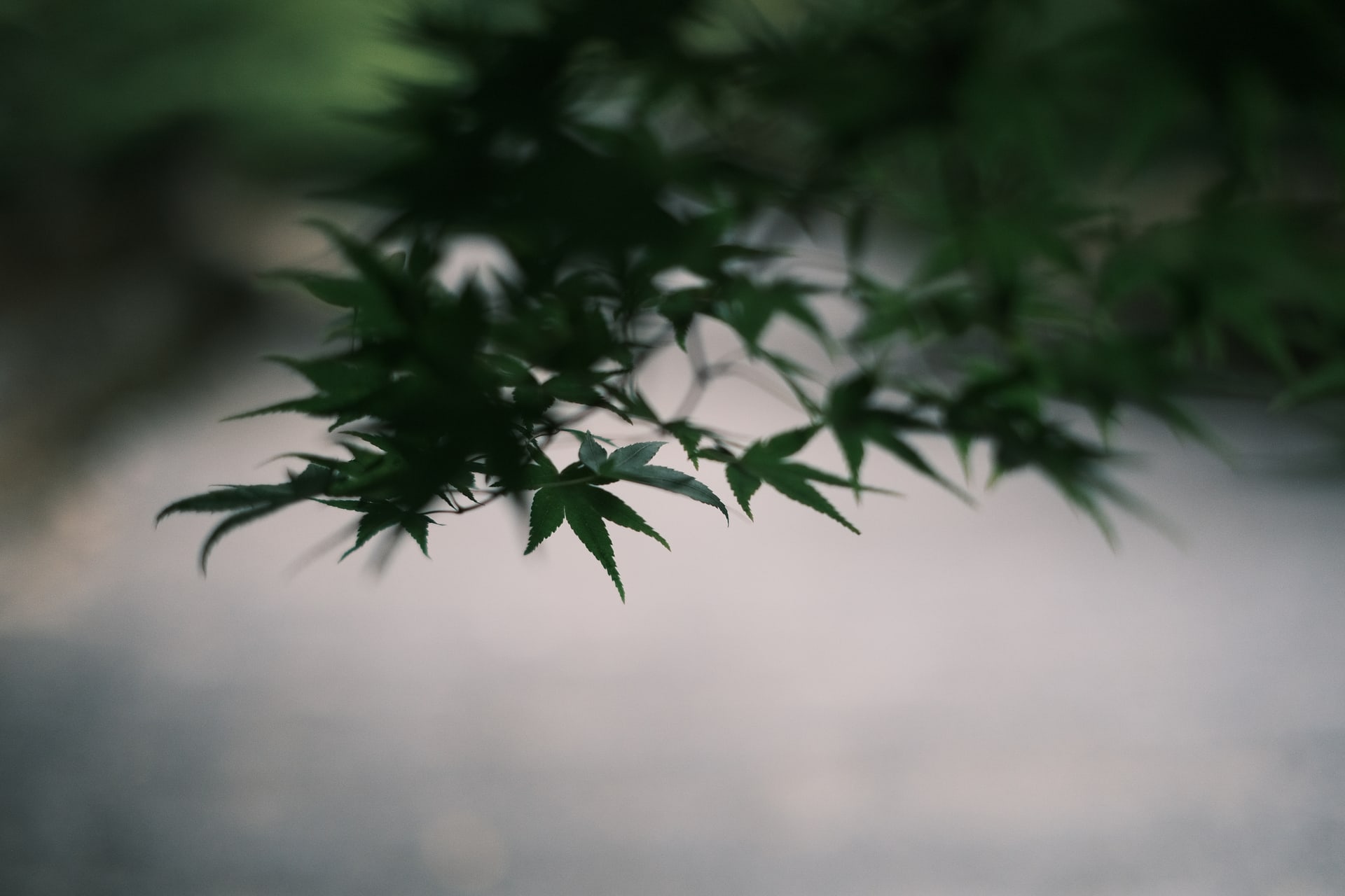 淡い背景に浮かぶ深い緑のもみじの葉