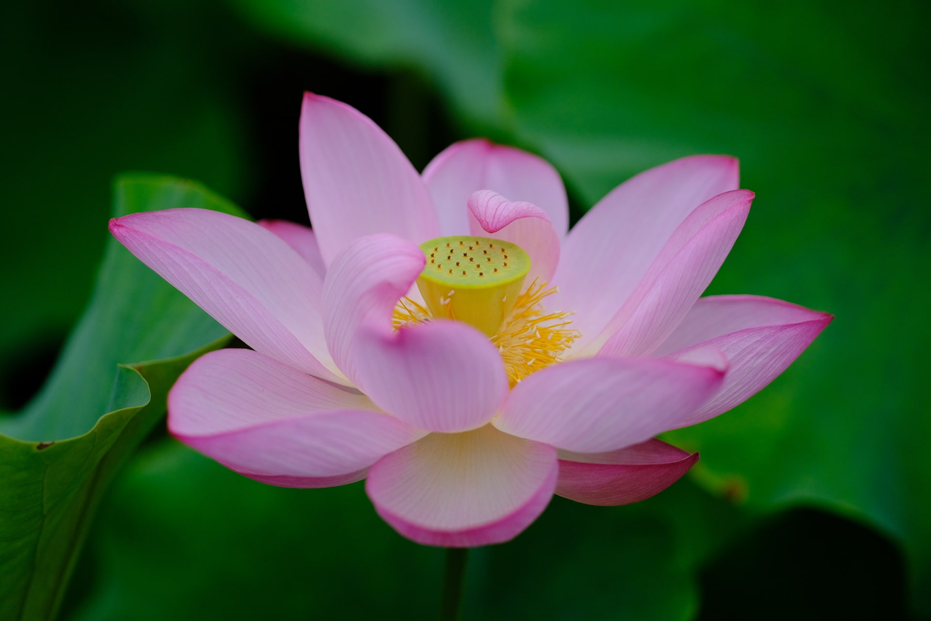 緑の背景に咲くピンクの蓮の花